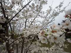 -嘉定紫藤园