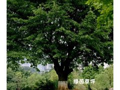 -金山公园