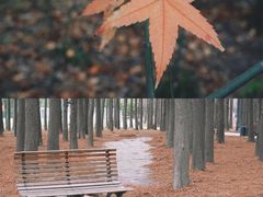 -上海共青森林公园