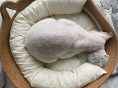 -谐和益家动物医院·免疫绝育·血液透析·宠保定点医院(高新伊藤分院)