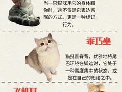 -纳吉亚猫专科动物医院·北北分院