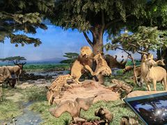 -国家自然博物馆