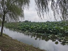 -池杉湖湿地公园
