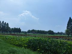 -洪湖生态旅游区