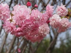 -天适樱花悠乐园