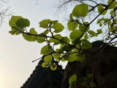 -恭王府博物馆