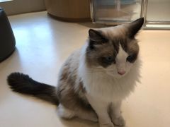 -飞行喵MR PILOT|猫舍·猫咖(静安大融城店)