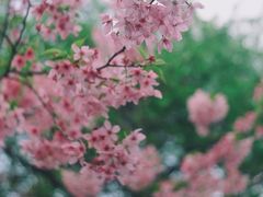 -南山植物园