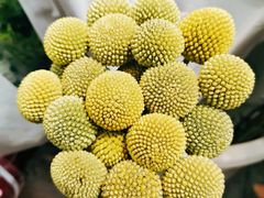 -循礼门鲜花花市(武汉循礼门店)