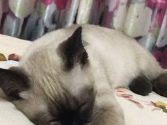 -瑞派雷欧宠物医院·24h夜诊·心脏骨科牙科·全科重症转诊中心(无影山店)
