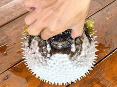 -蓝湾碧波·老字号·疍家非遗海上餐厅
