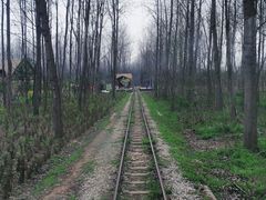 -合肥滨湖国家森林公园