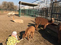 -北京麋鹿生态实验中心