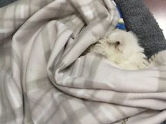 -翊宠yipet猫狗购宠庄园犬舍•猫舍