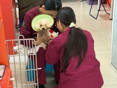 -瑞派福兴宠物医院犬猫全科·骨科·中西医结合(河东店)