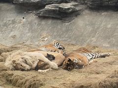 -北京野生动物园
