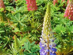 -深圳国际园林花卉博览园