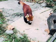 -都江堰中华大熊猫苑