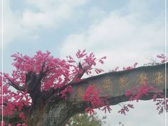 -天适樱花悠乐园