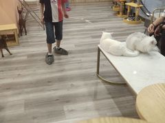 -BABIT巴比特宠物(MOMOPARK店)