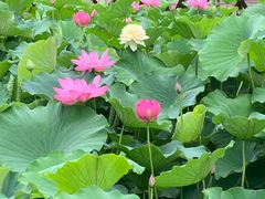 -莲湖公园