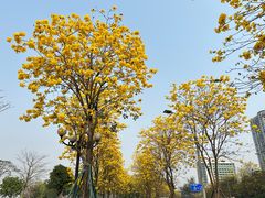 -洲头咀公园
