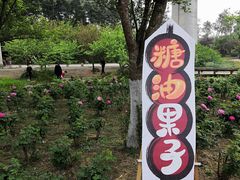 -秀丽东方