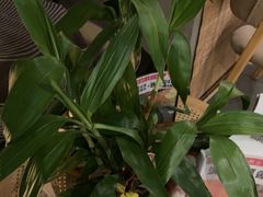 -施奈儿.洗头頭療.按摩SPA.采耳(上梅林店)