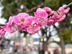 -高桥古镇