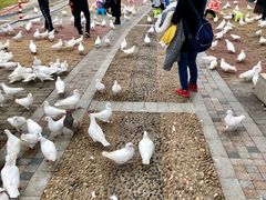 -飞来湖湿地公园