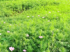 -洨河生态公园