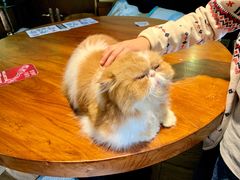 -more than meow吴止猫主题餐厅(承德 中船汇店)