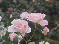 -人民公园(罗湖区)