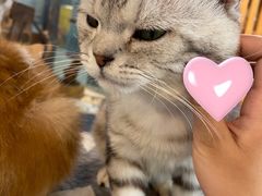 -more than meow吴止猫主题餐厅(承德 中船汇店)