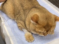 -爱侣宠医·鹦鹉专科·小型哺乳类·异宠专科(灵石路店)