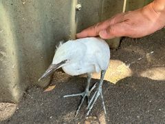 -费瑟代尔野生动物园