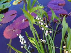 -国家植物园南园