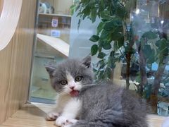 -屋虎猫馆(宝安大仟里店)