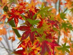 -大兴滨河森林公园