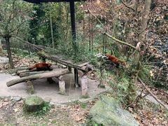 -都江堰中华大熊猫苑