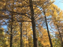 -塞罕坝国家级自然保护区