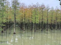 -泗洪洪泽湖湿地景区