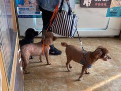 -A猫a狗全科·犬猫异宠·芥西宠物医院(南开总院)