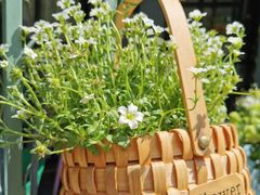 -SONGUOLIFE松果咖啡(七莘路店)