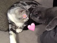 -喵zoo家庭繁育猫舍(尖东智能花园店)