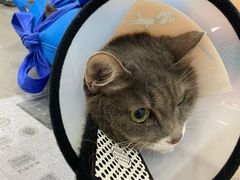 -荔康动物医院(康王北路店)