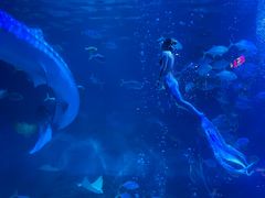 -烟台海昌鲸鲨海洋公园