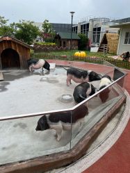 -造物庄园 萌宠纪(苏州湾歌林公园店)