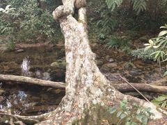 -海南热带雨林国家公园吊罗山景区