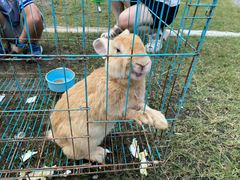 -前小桔亲子创意农场·草莓采摘·露营烧烤